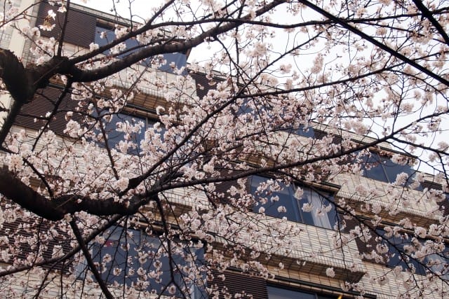 桜便り2 + Nobuko Nishida 展示会