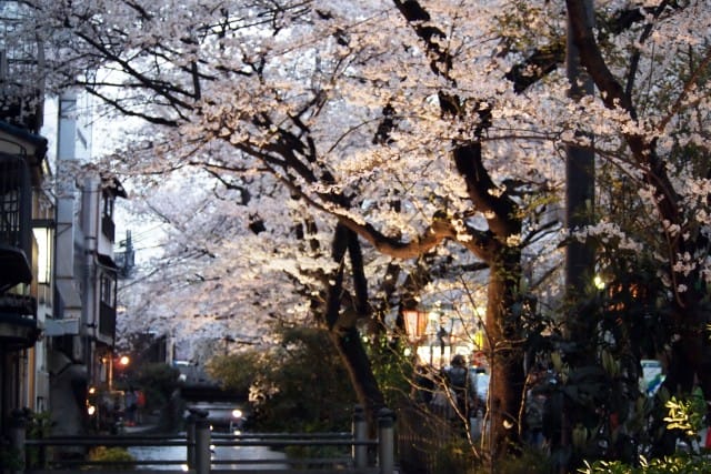 Cherry blossom, sakura season is about to come,,,