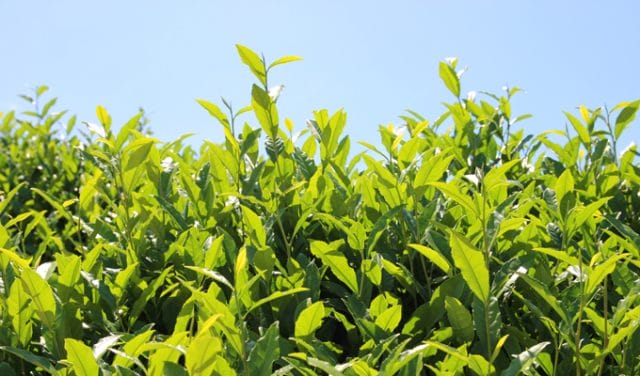Organic Green Tea