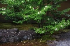 Sarasoju ( Sal Tree )